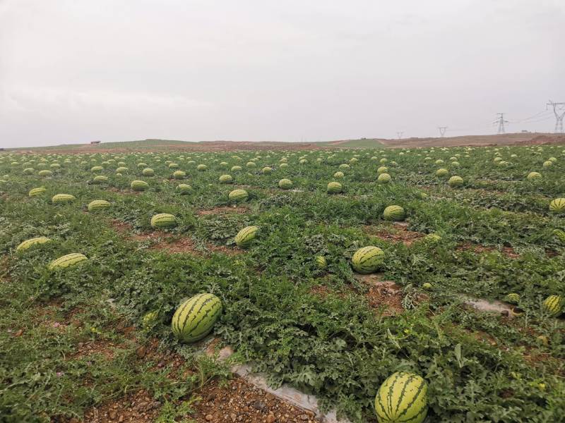 南阳本地西瓜，甜王，美都，麒麟，金城五，等等。