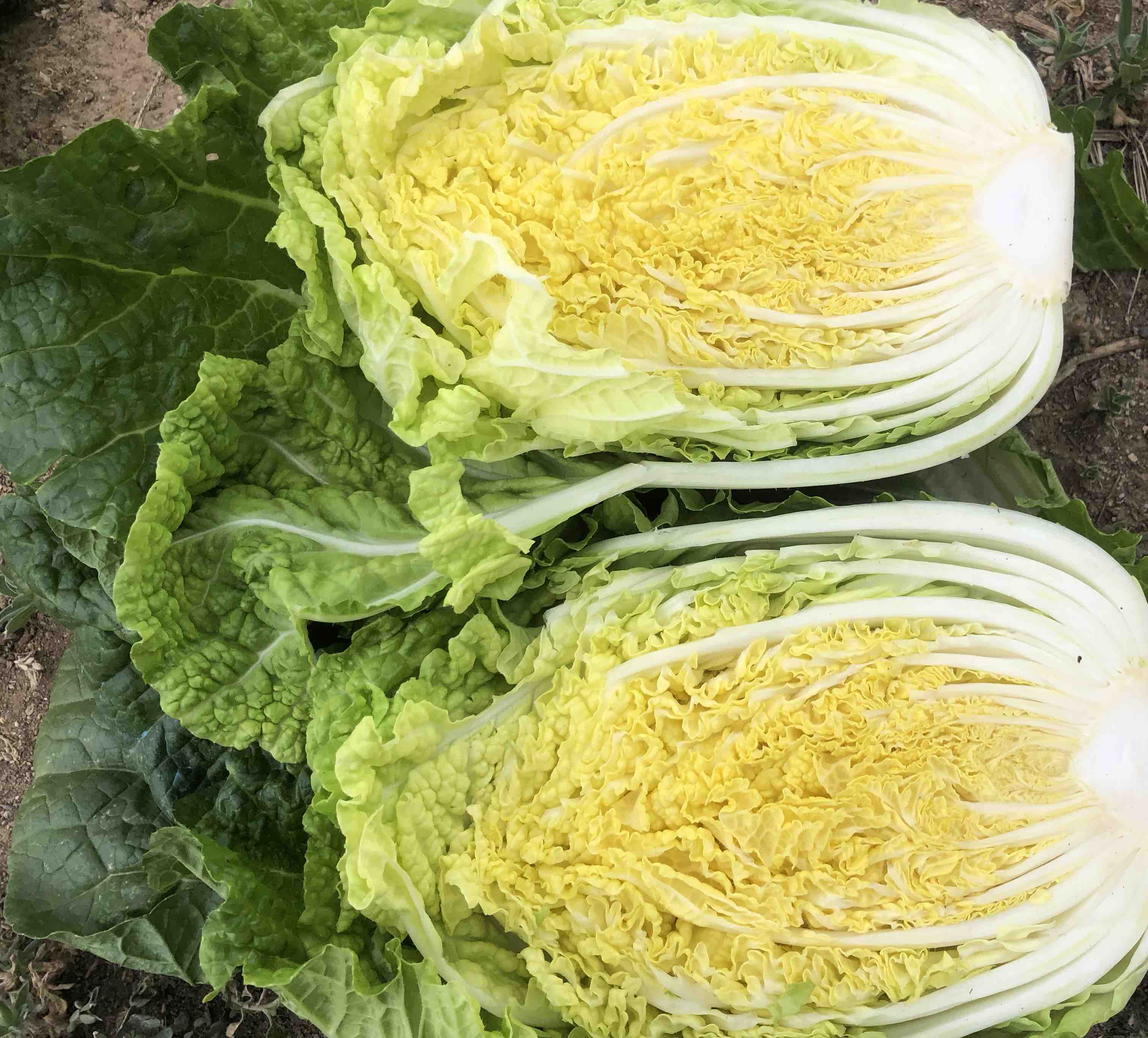 娃娃菜实物图