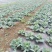 昭通高山冷凉蔬菜牛心甘蓝，对接各大商户，食堂超市欢迎采购