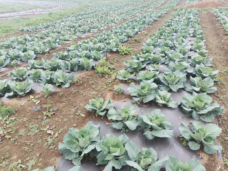 昭通高山冷凉蔬菜牛心甘蓝，对接各大商户，食堂超市欢迎采购