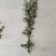 只卖新鲜艾草