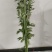 只卖新鲜艾草