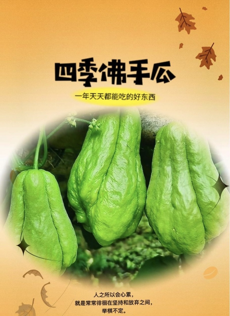 精品佛手瓜