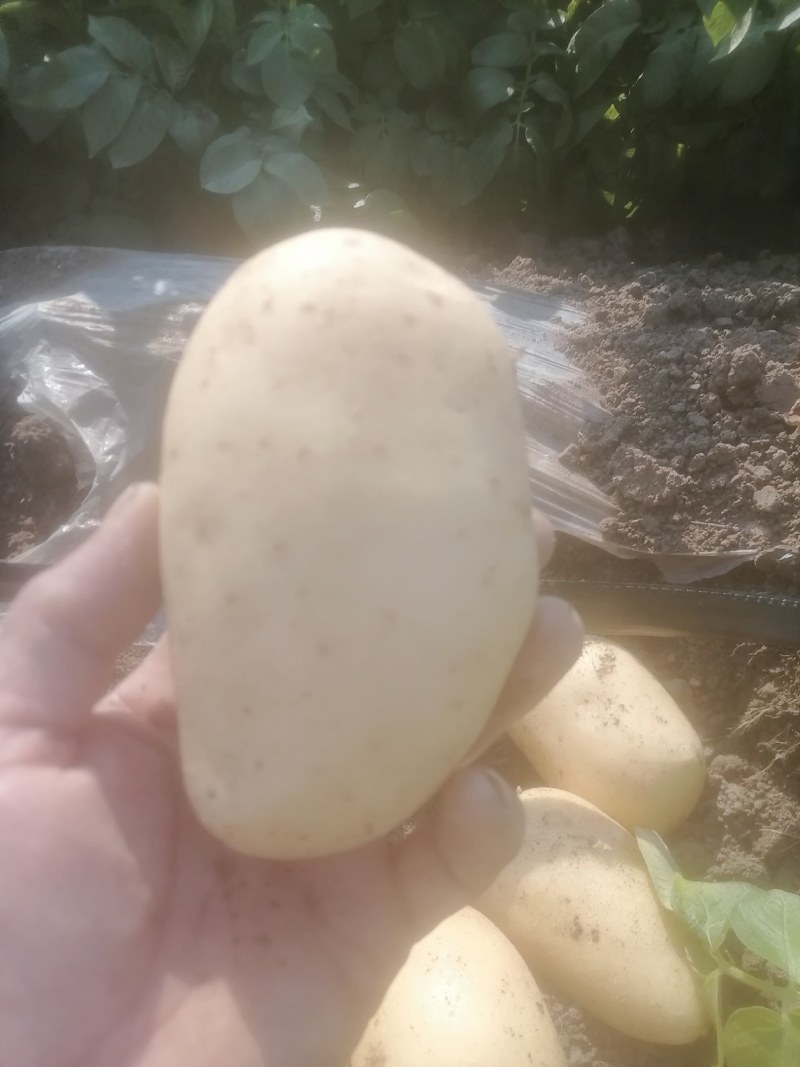 精品沃土