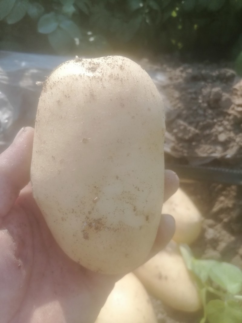 精品沃土