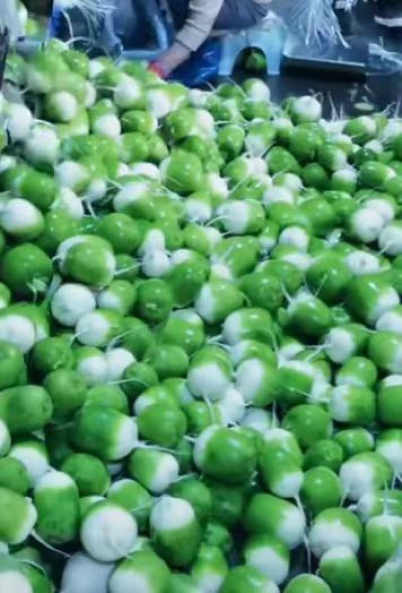 金品宝玉萝卜，水果萝卜，杂交一代青萝卜，常规青萝卜