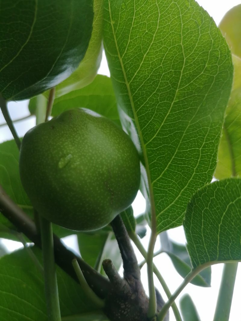 苍溪特产翠冠梨香甜可口，汁多，化渣。
