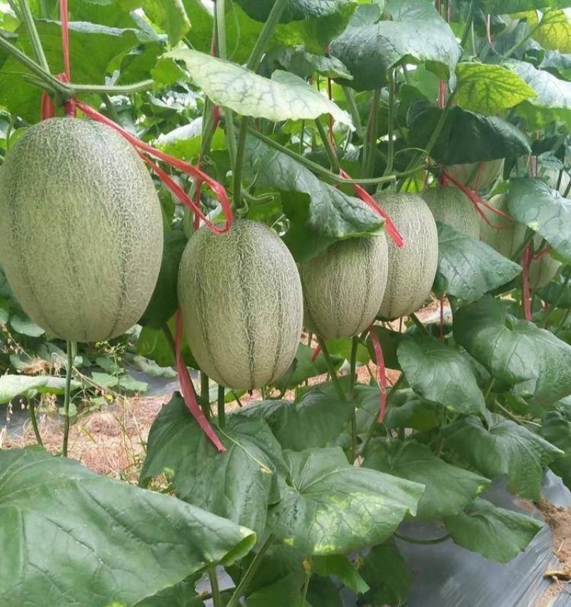晓蜜25号《推荐》商丘夏邑县哈密瓜现货大批量供应