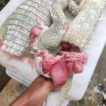 鳄鱼苗肉质细腻不油腻营养价值高