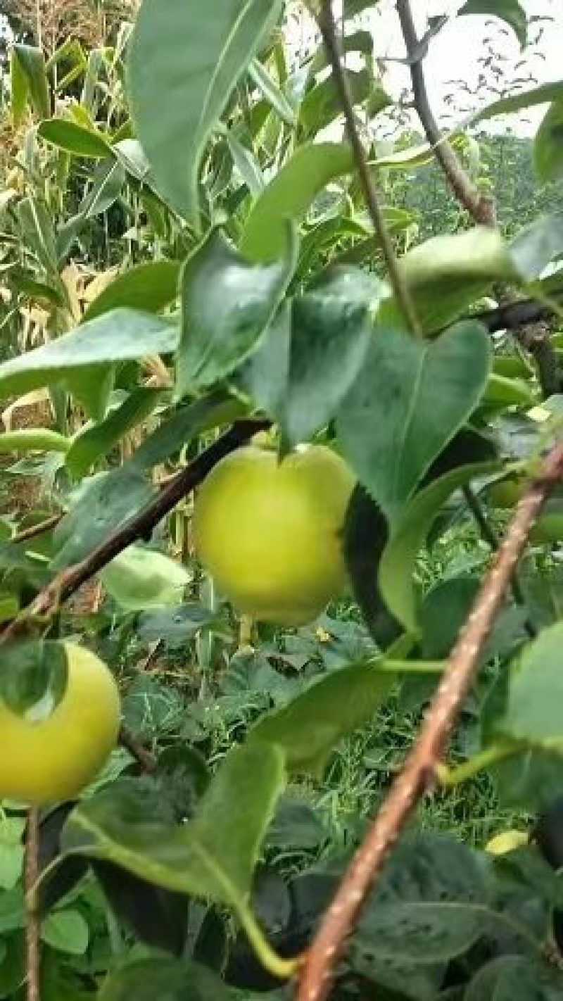 苍溪特产翠冠梨香甜可口，汁多，化渣。