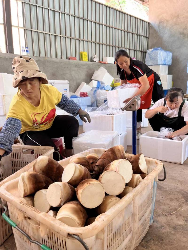 云南思茅甜笋支持一件代发价大货批发