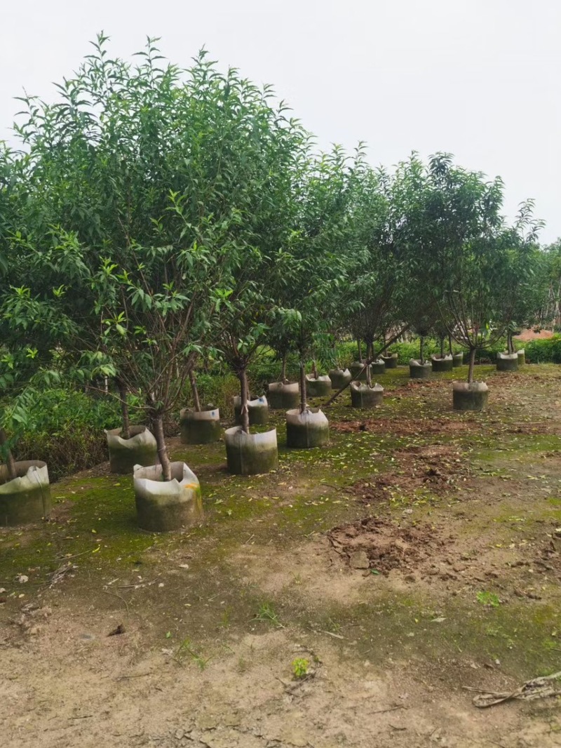 【荐】桃花树4-6-8-10公分广东普宁现货，欢迎联系
