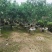 【荐】桃花树4-6-8-10公分广东普宁现货，欢迎联系