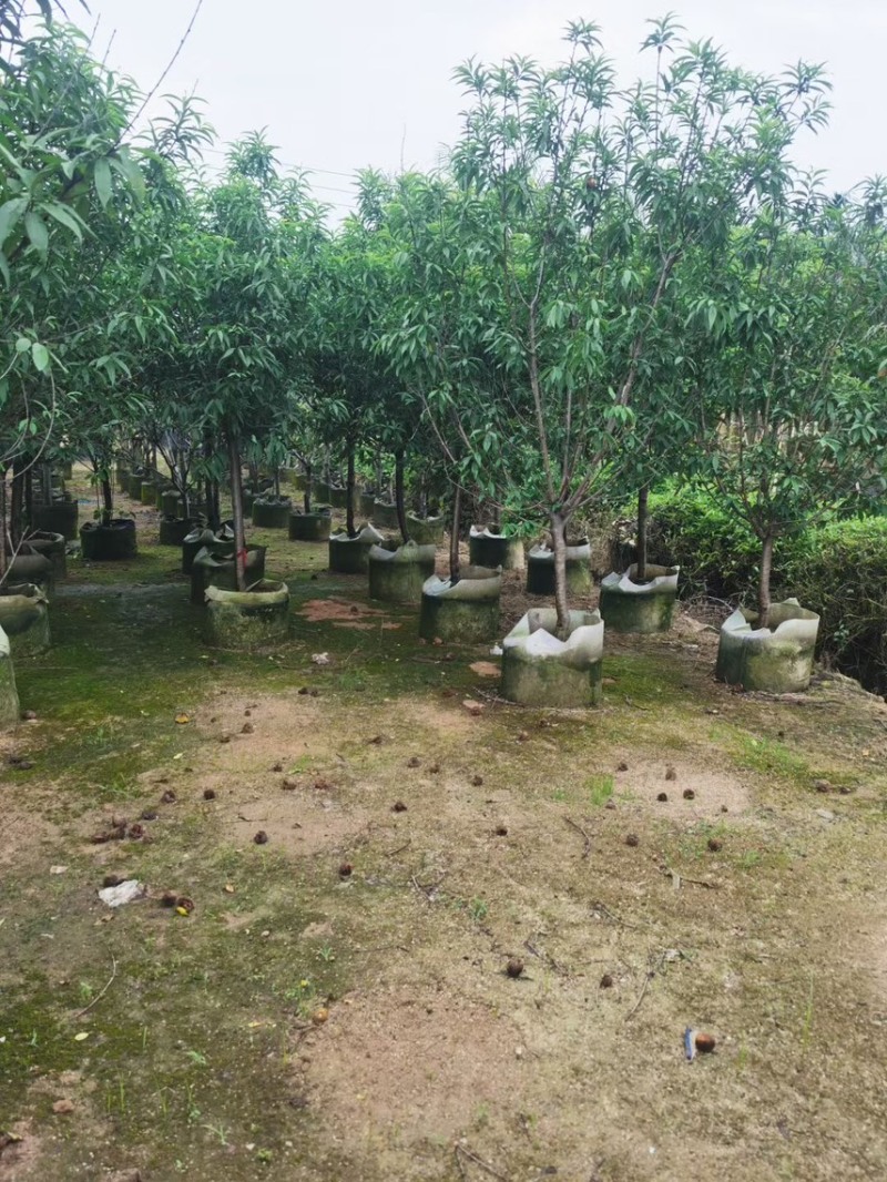 【荐】桃花树4-6-8-10公分广东普宁现货，欢迎联系