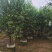 【荐】桃花树4-6-8-10公分广东普宁现货，欢迎联系