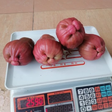 黑糖芭比莲雾