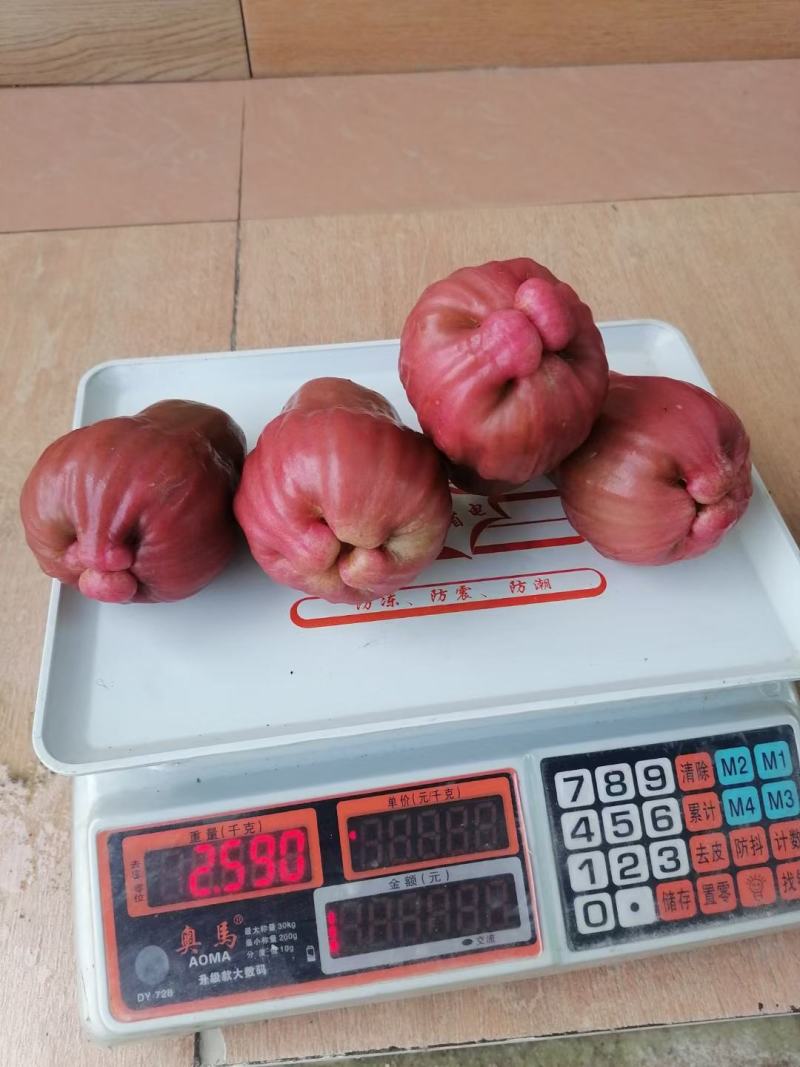 黑糖芭比莲雾