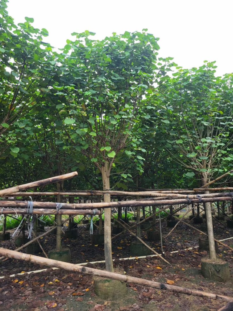 黄槿8-15分。各种规格齐全。有需要的老板联系
