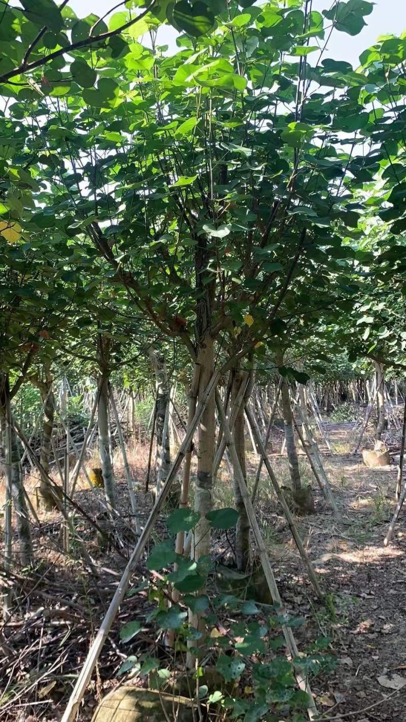 黄槿8-15分。各种规格齐全。有需要的老板联系