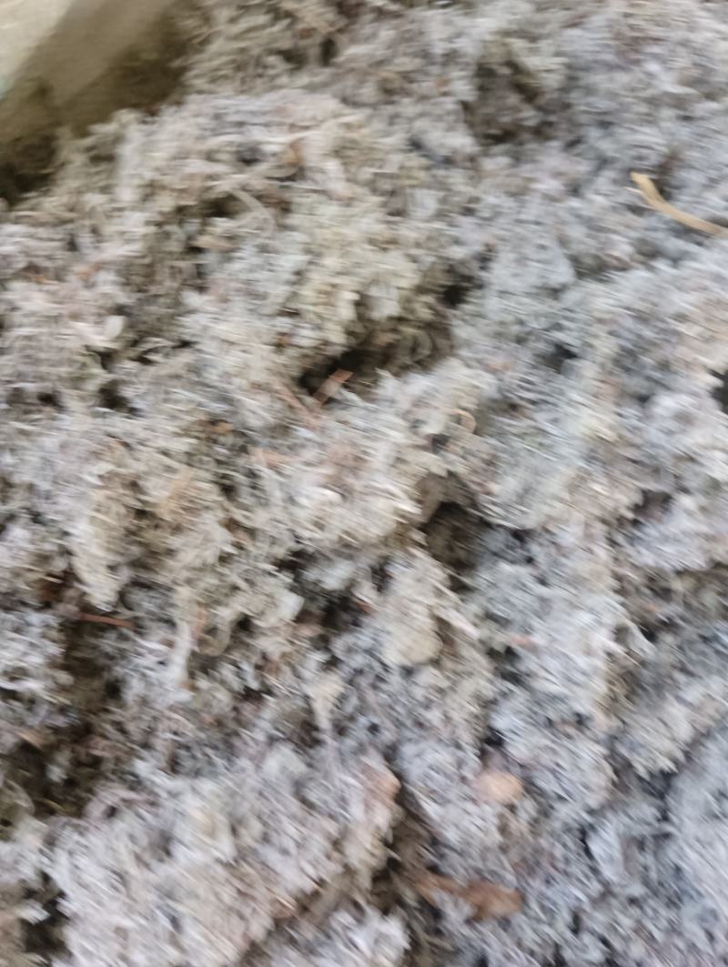 茵陈