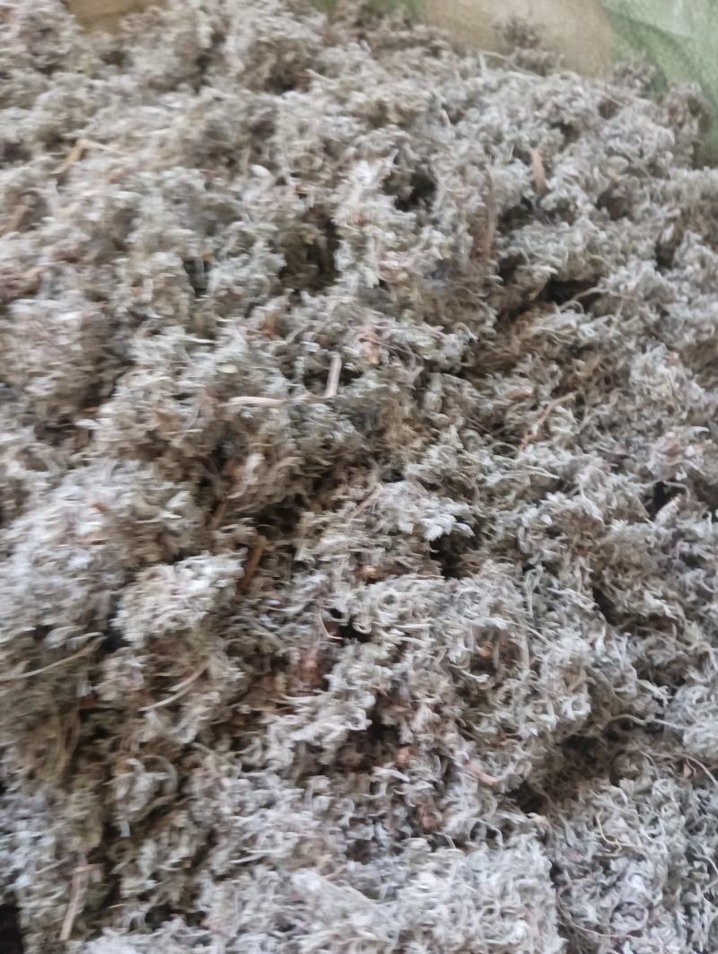 茵陈
