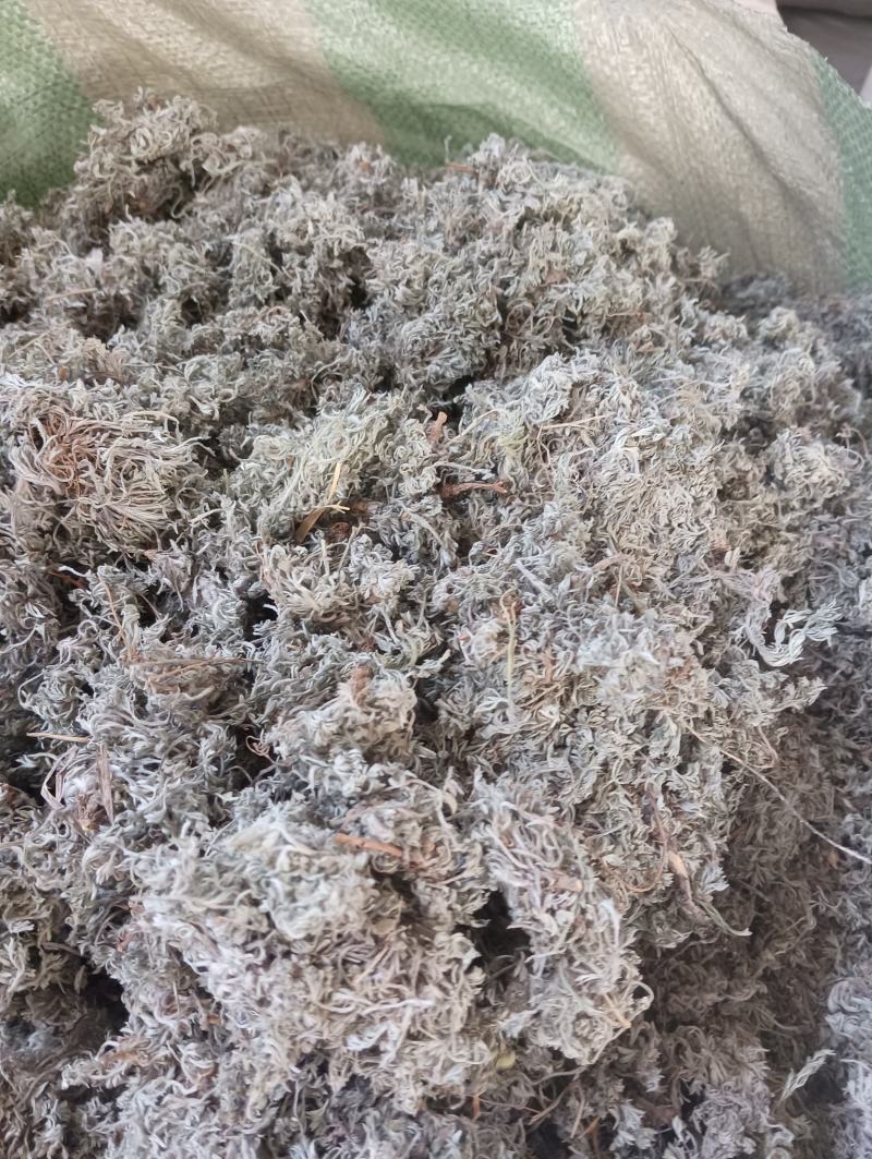 茵陈