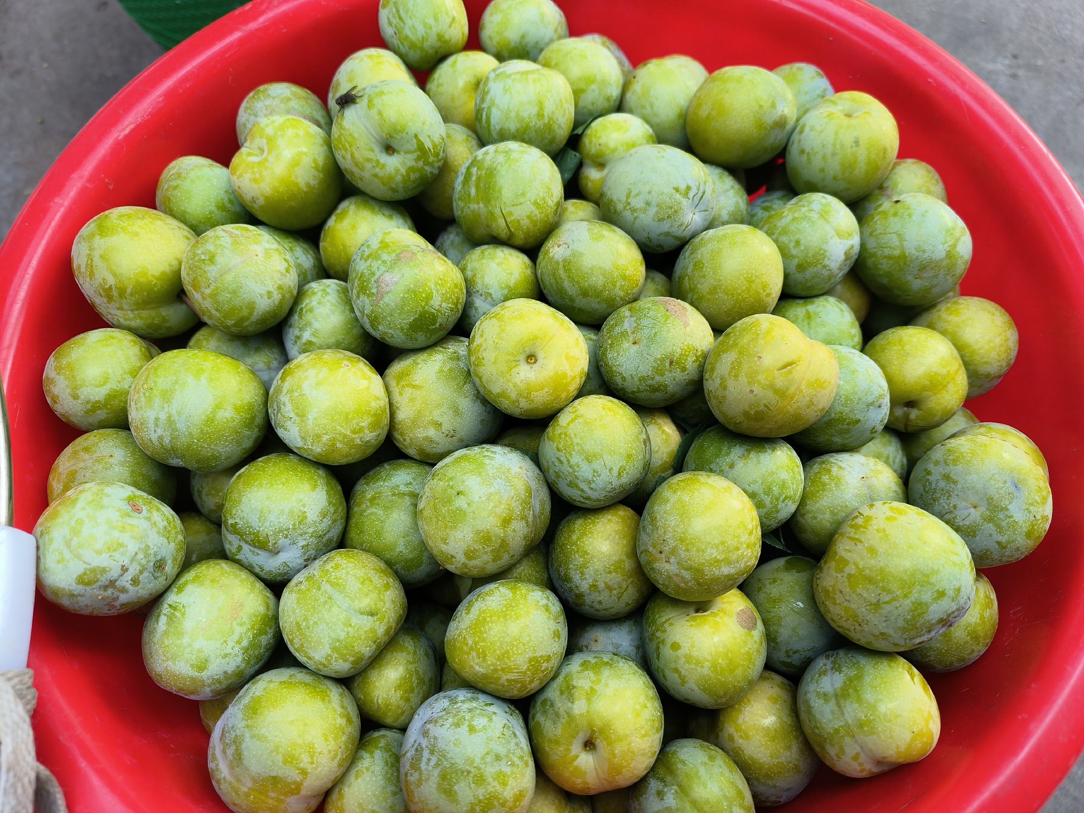 青梅李子深加工产品展示