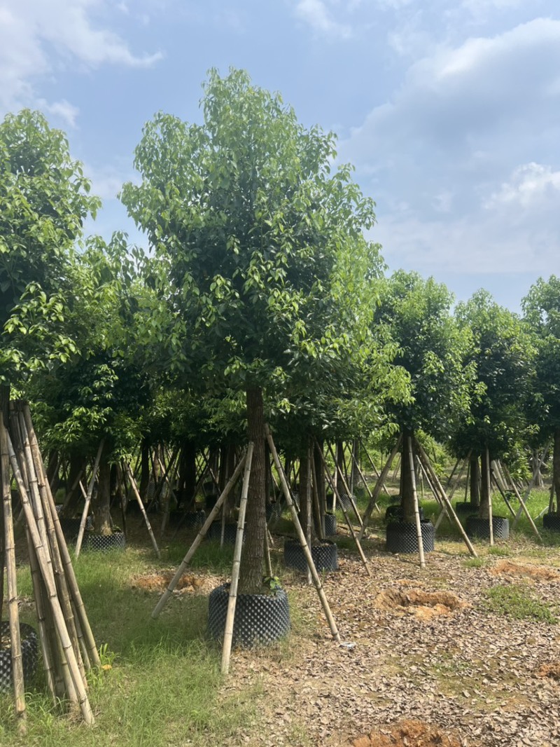 香樟养冠货12-18分，产地直发，有看上的老板欢迎联系