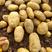 荷兰十五土豆3两以都有货，规格全价格低，货源充足质量保证