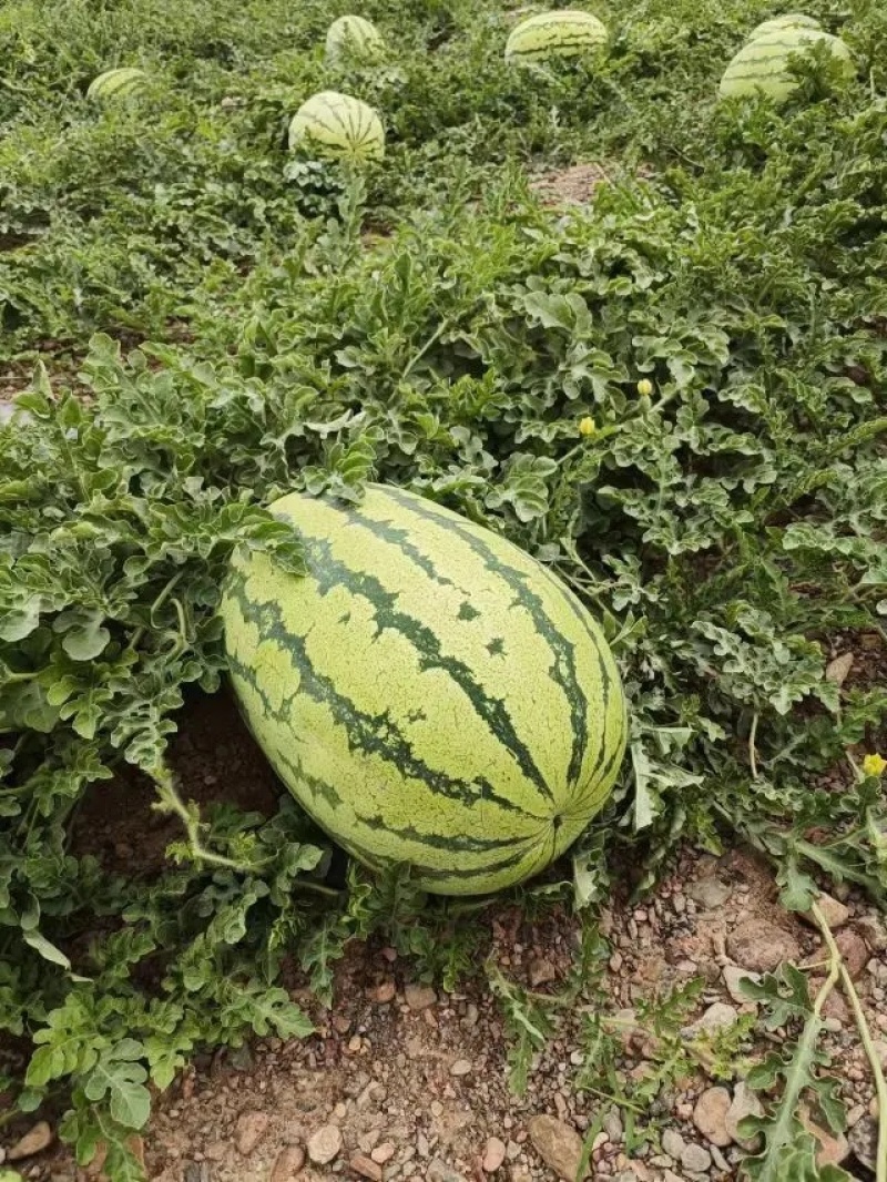 湖北精品硒砂瓜石头瓜双红瓤产地一手货源欢迎来电咨询