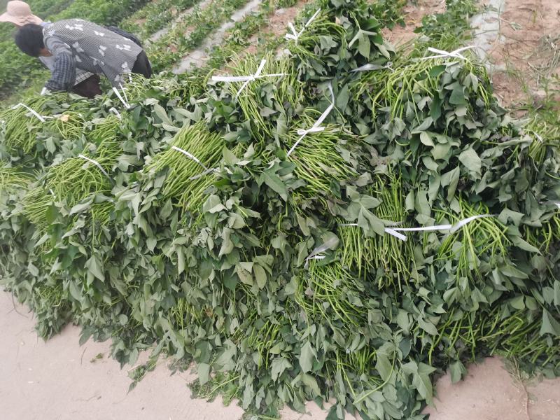 商薯19大田苗，两百万棵出苗中，