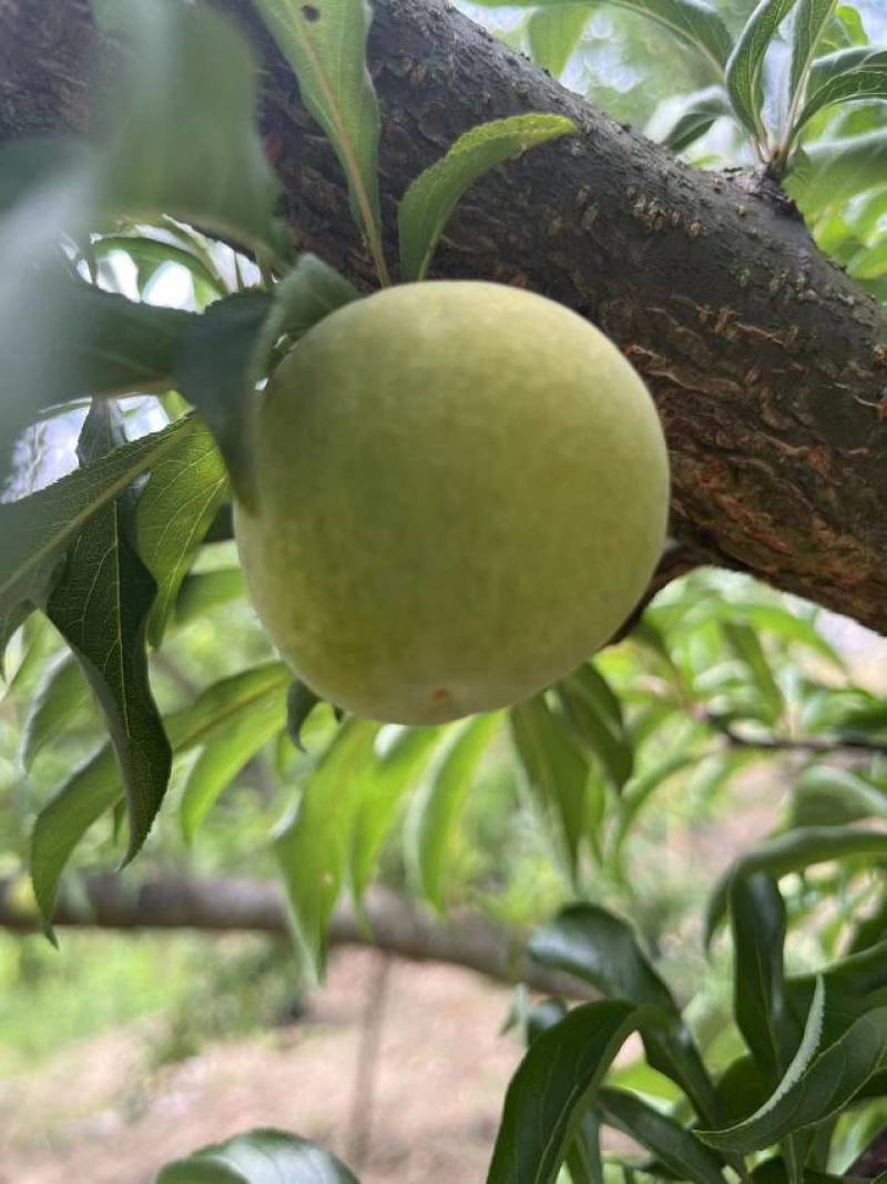 蜂糖李