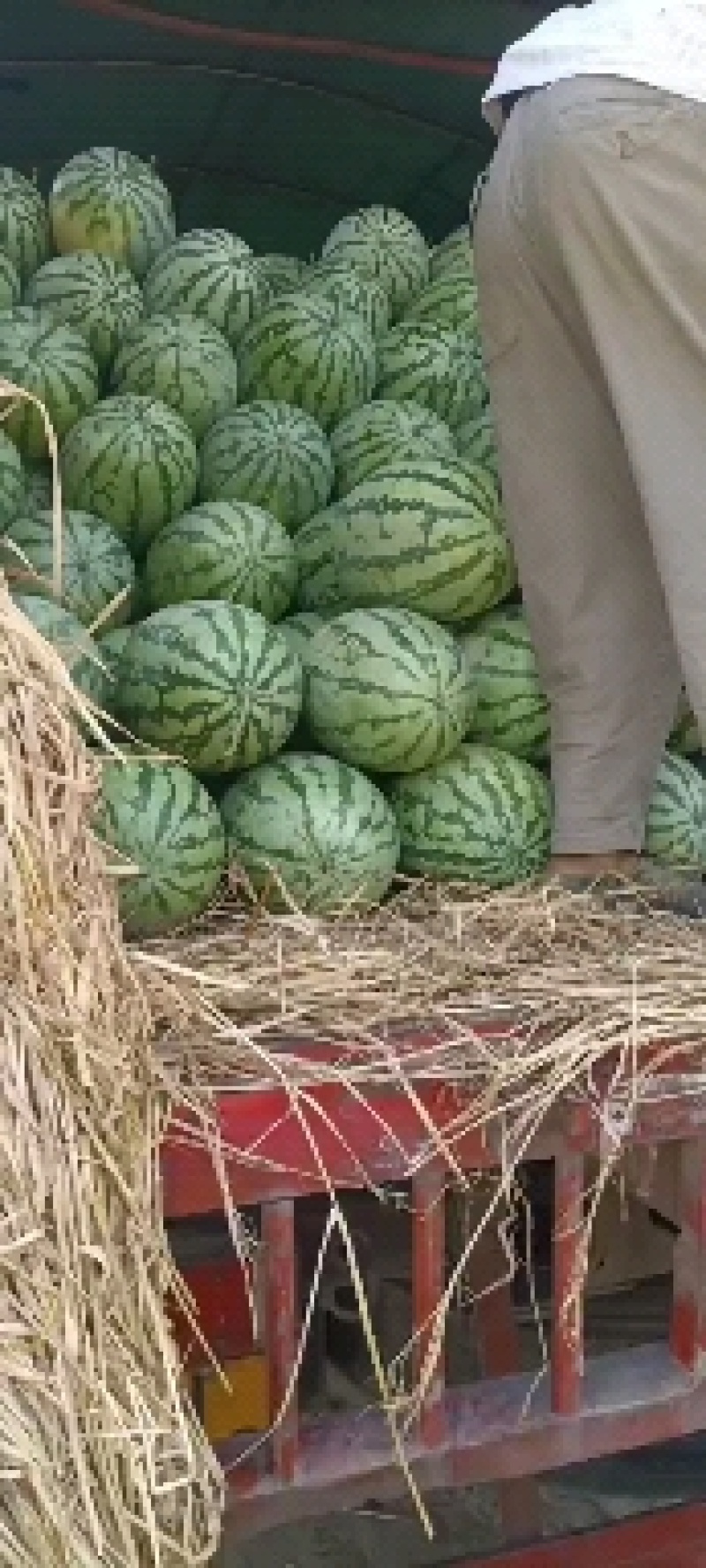 金城5号，硒沙6号，双红壤大量供应中，需要联系我