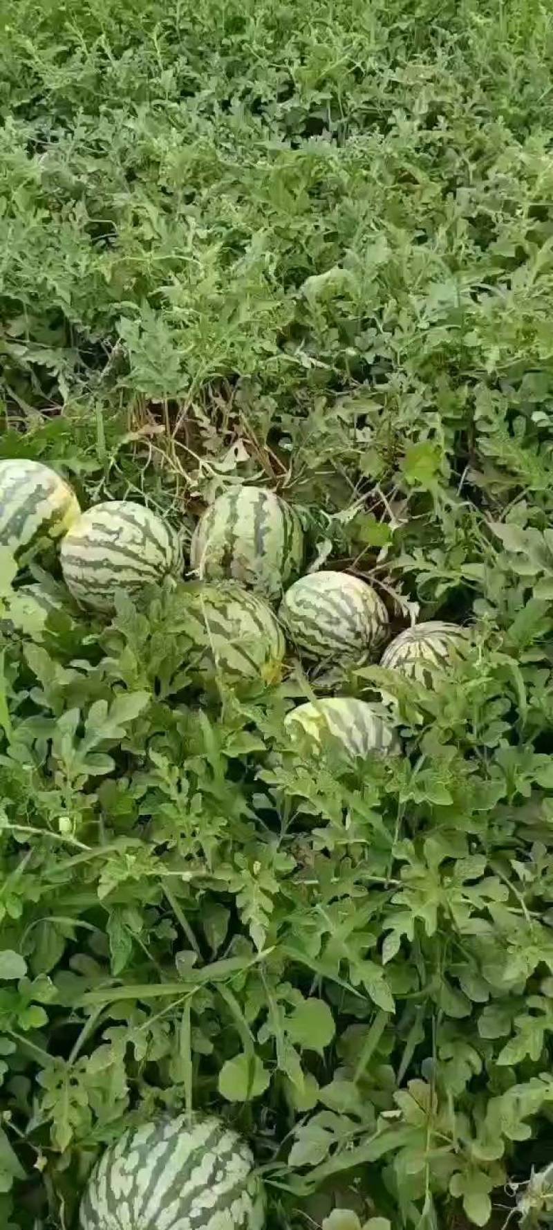 金城5号，硒沙6号，双红壤大量供应中，需要联系我