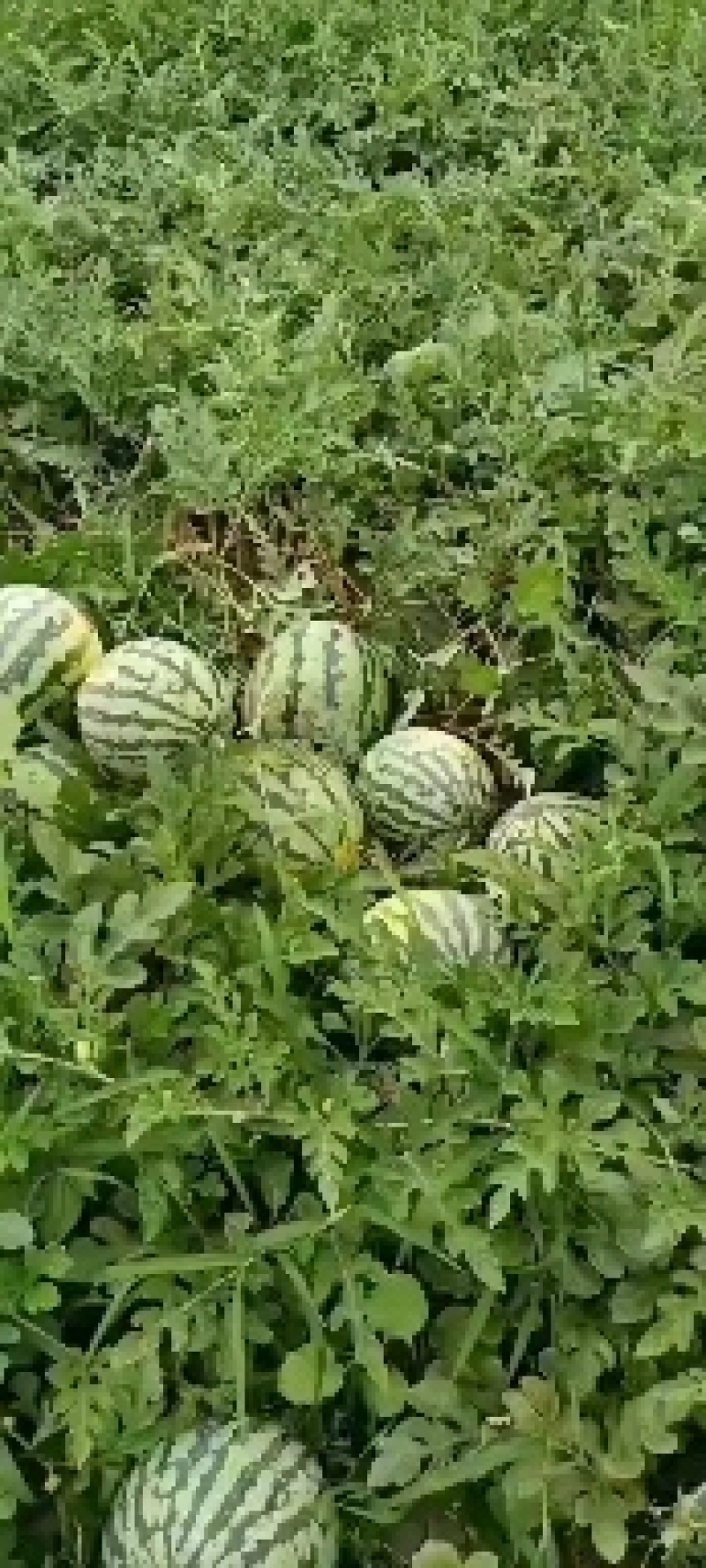 金城5号，硒沙6号，双红壤大量供应中，需要联系我