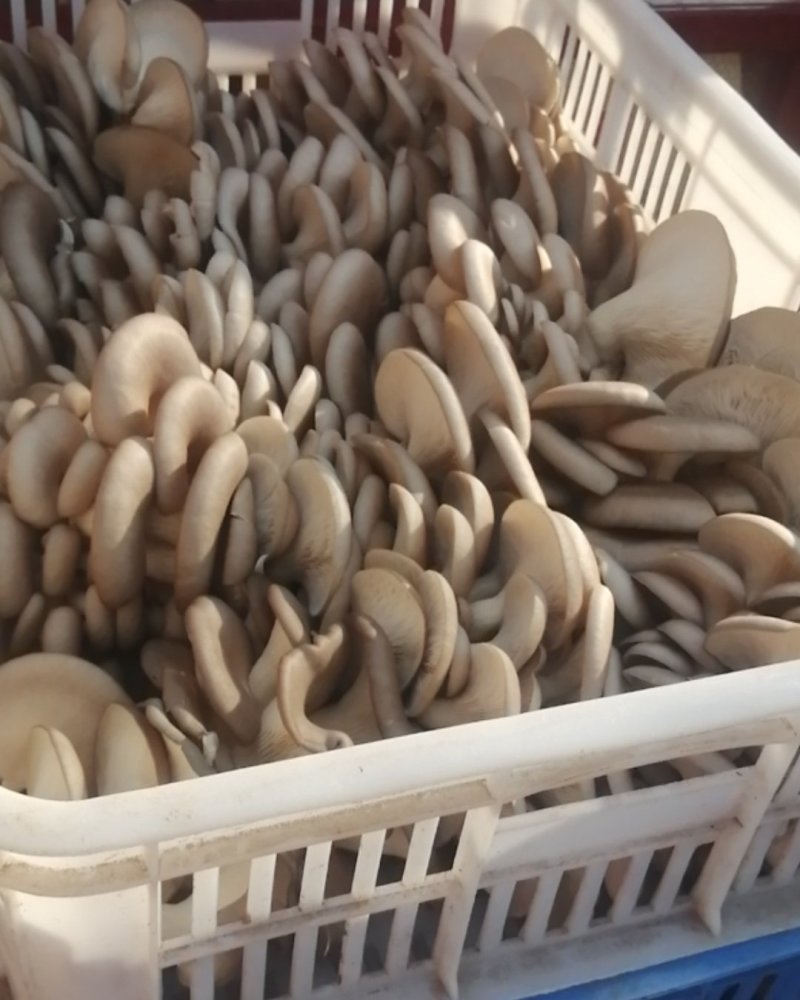 鲜平菇