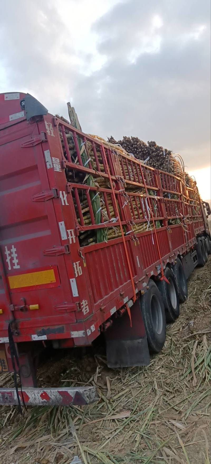 云南黄皮甘蔗，产地直销，脆甜汁多，颜色好口感好，欢迎采购