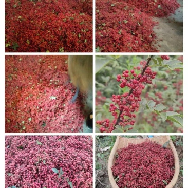正露花椒大量供应品质保证价格实惠品质保证量大从优