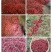 正露花椒大量供应品质保证价格实惠品质保证量大从优