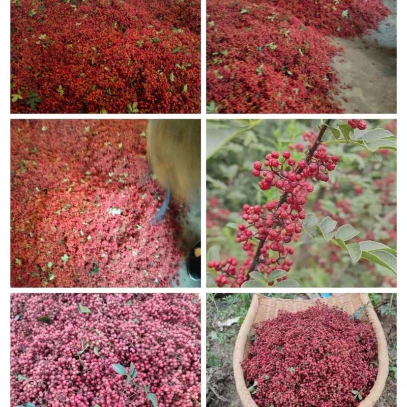 正露花椒大量供应品质保证价格实惠品质保证量大从优