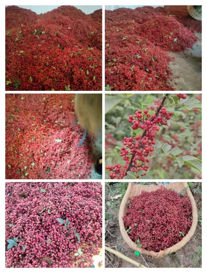正露花椒大量供应品质保证价格实惠品质保证量大从优