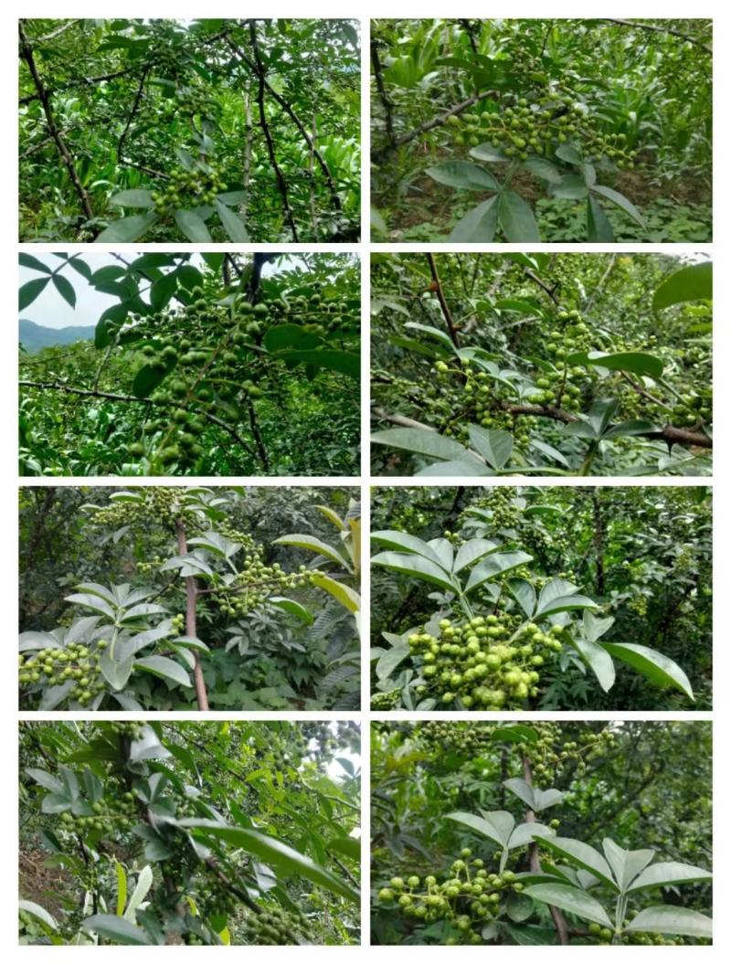 正露花椒大量供应品质保证价格实惠品质保证量大从优
