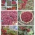 正露花椒大量供应品质保证价格实惠品质保证量大从优