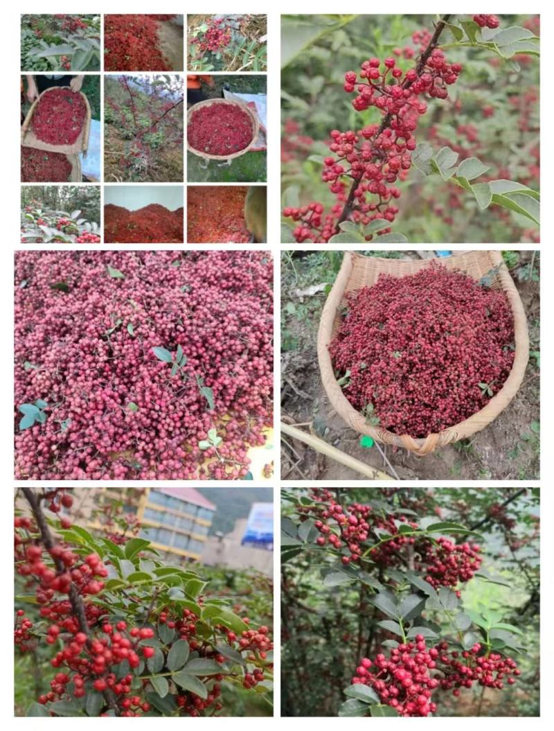 正露花椒大量供应品质保证价格实惠品质保证量大从优