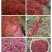 正露花椒大量供应品质保证价格实惠品质保证量大从优