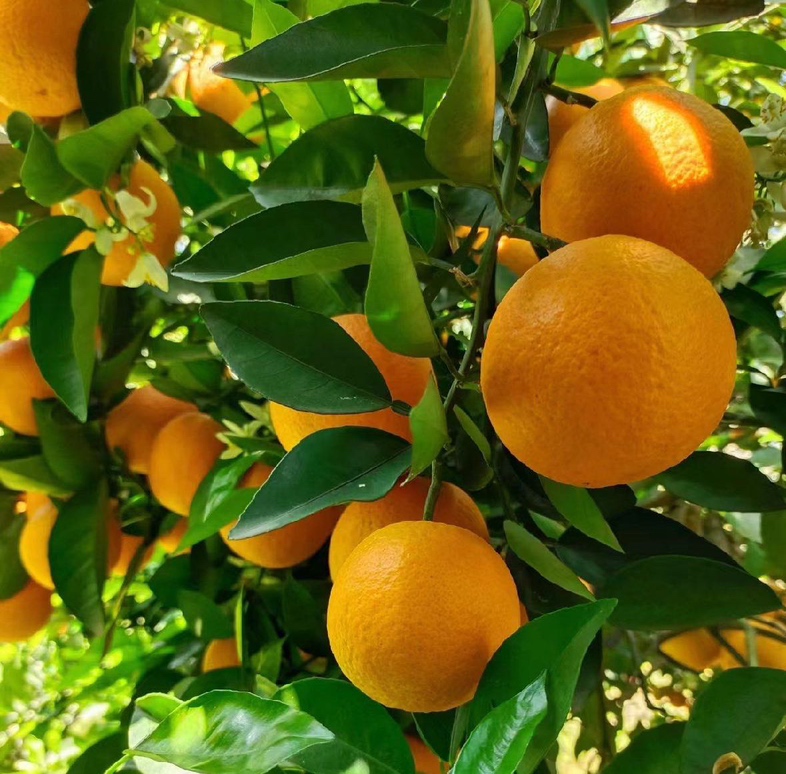 成片种植的夏橙伦晚果园,绿叶掩映下挂满金黄色果实 夏橙伦晚果园