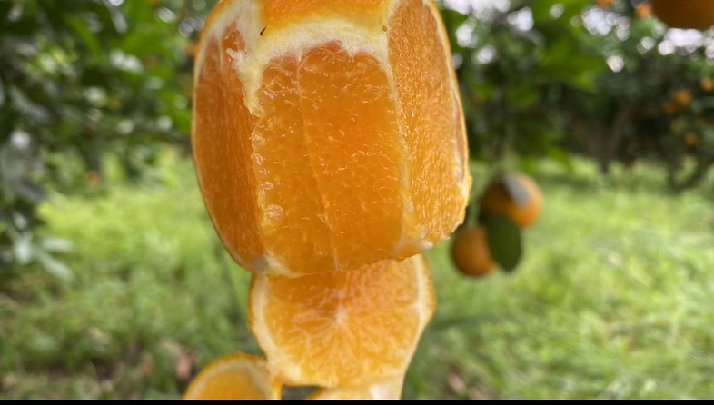 夏橙果肉与果皮对比图