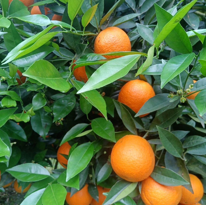 夏橙果园实景图