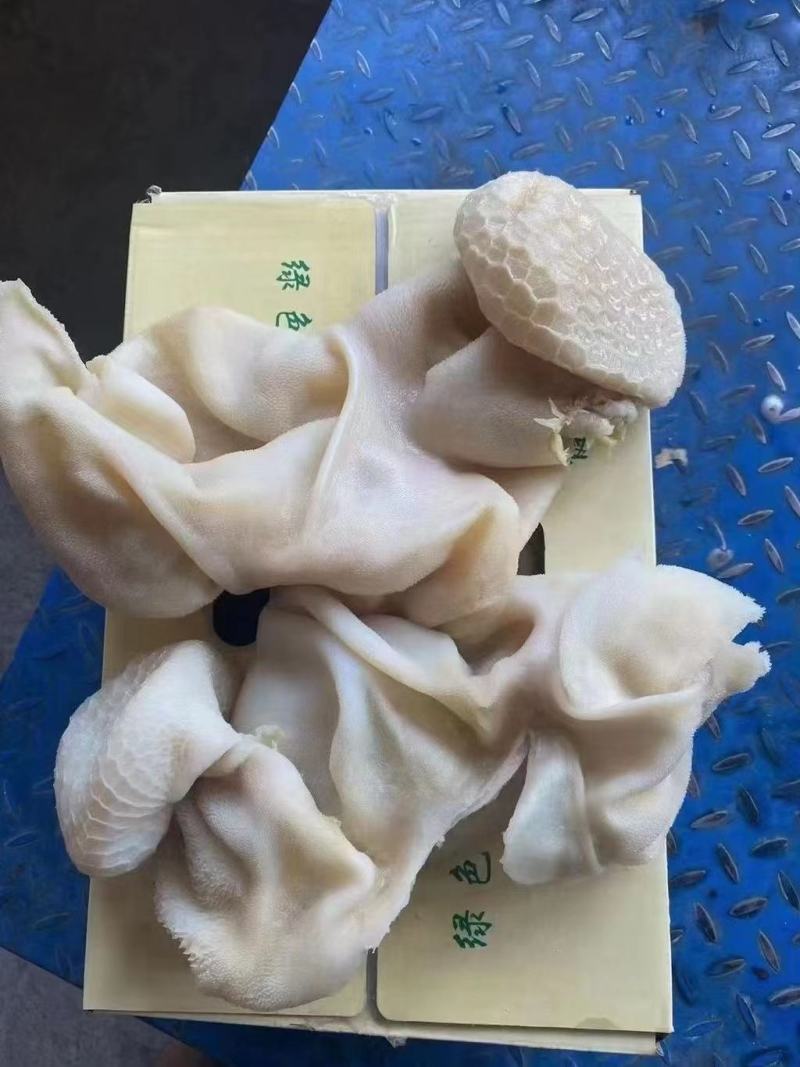 羊肚熟羊肚品质稳定，可卤炖切丝凉拌麻辣肚丝，等