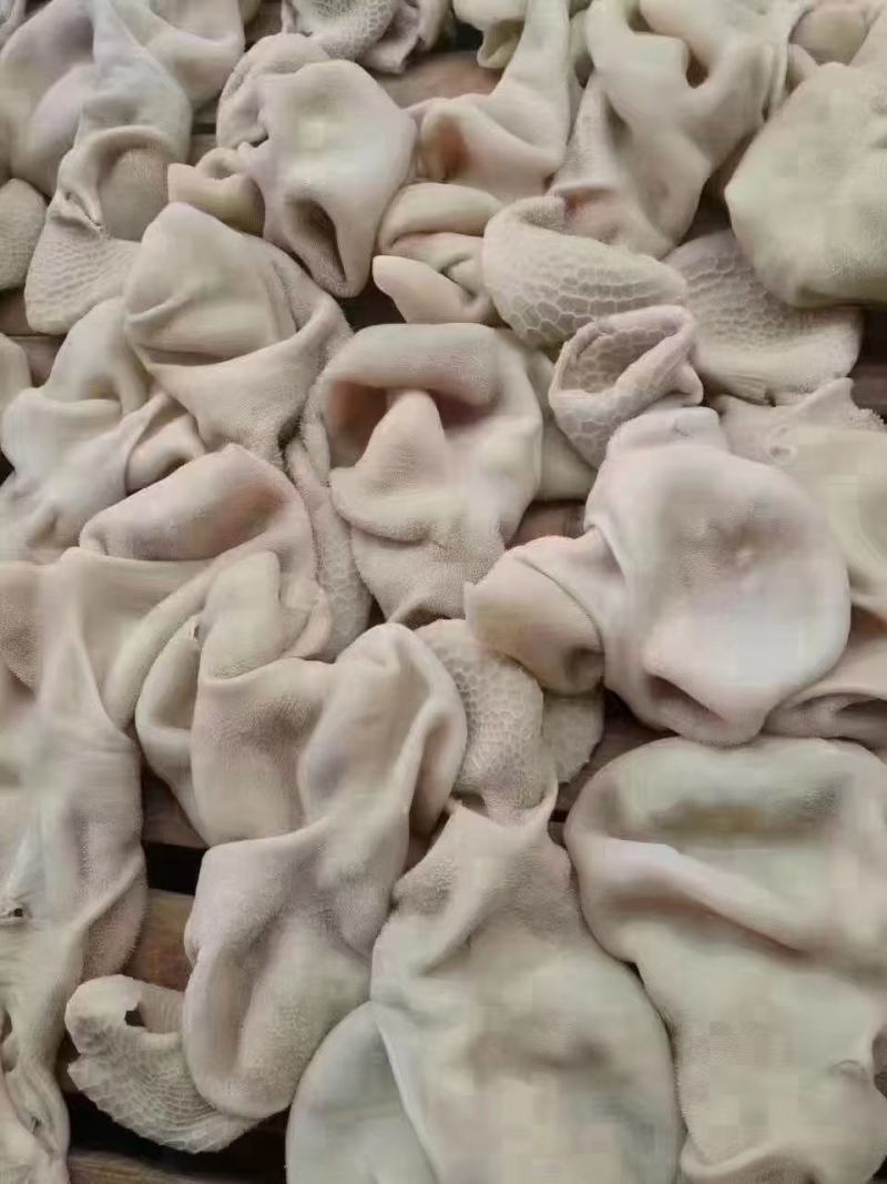 羊肚熟羊肚品质稳定，可卤炖切丝凉拌麻辣肚丝，等